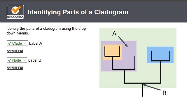 Identify the parts of a cladogram using the drop-down menus. Label A-example-1