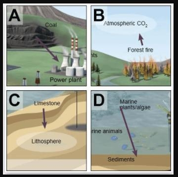 Which of the following images shows a transition from the biosphere to the geosphere-example-1