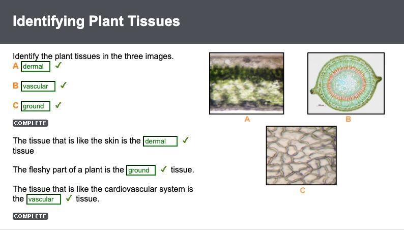 Identify the plant tissues in the three images. A B C-example-1