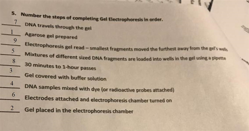 Number the steps of completing Gel Electrophoresis in order-example-1