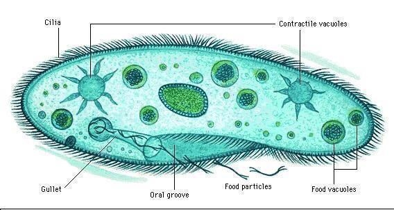 Diagram of paramecium-example-1