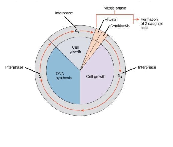 The completion of cytokinesis marks the beginning of a new cell cycle. Which phase-example-1