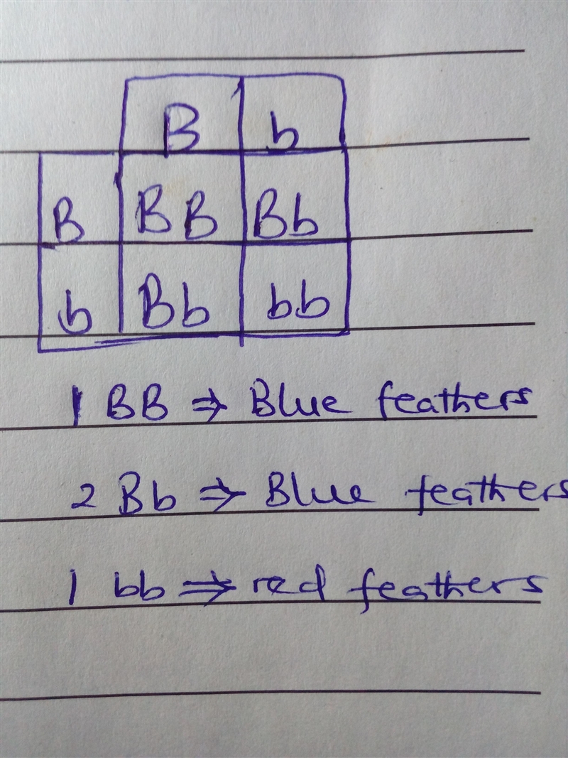 B is a gene for blue feathers,and b is a gene for red feathers. Two heterozygous birds-example-1