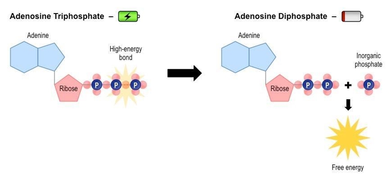 8. How does the energy get released from the ATP molecule? Draw a diagram to show-example-1