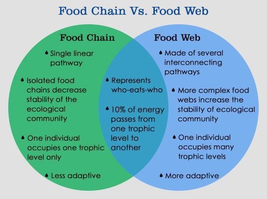 Describe how food chains are related to food webs.-example-1