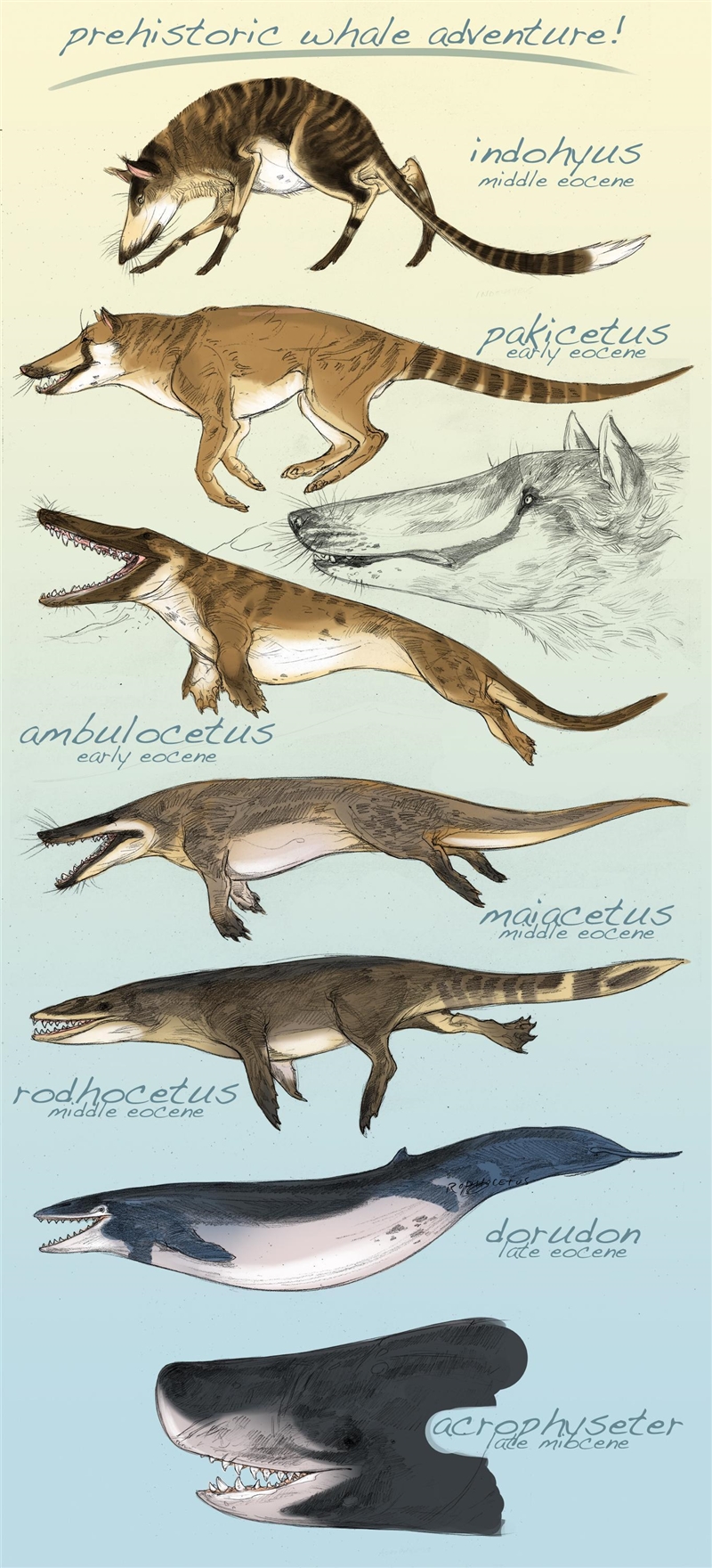 The diagram shows a fossil of an ancient whale skull and a skull of a present-day-example-1