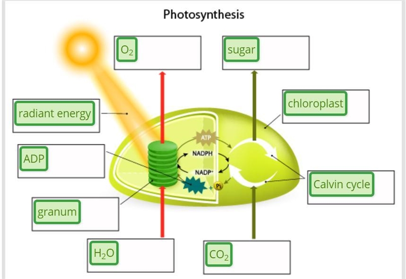 Drag each tile to the correct location. label the model to show the process of photosynthesis-example-1