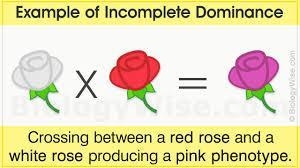 Can incomplete dominance only have one or two (no more) phenotypes?-example-1