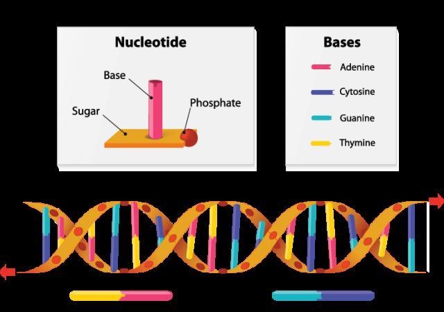 Explain the 3 types of mutations that occur when genes change?-example-1