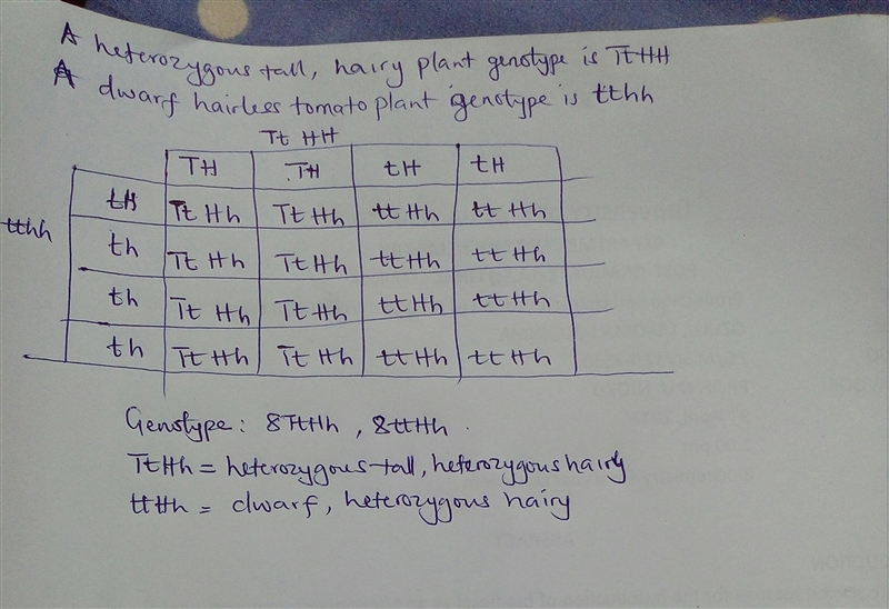 tall tomoato plants are produced by TT and dwarf plants by its recessive allele tt-example-2