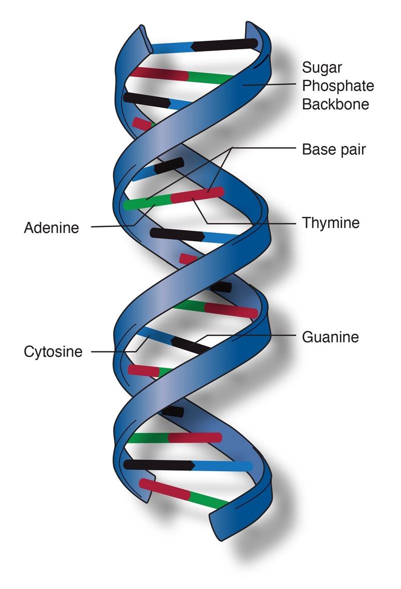 What does a double helix look like-example-1