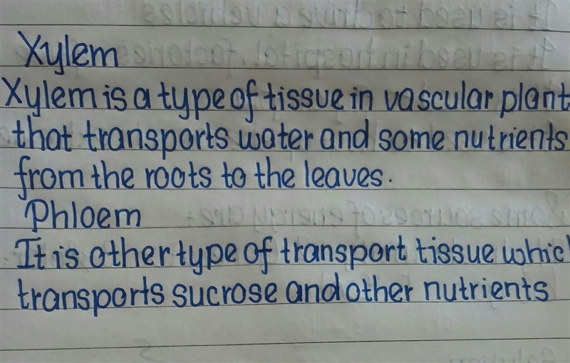 33. What are the xylem and phloem? What is their function?-example-1