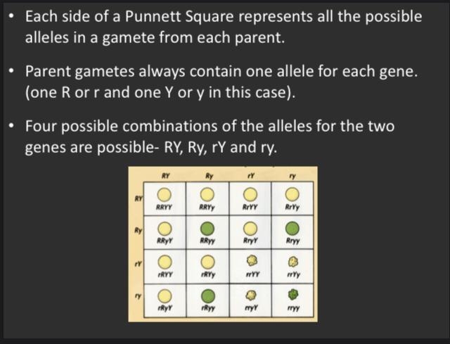 Someone please help me with this Punnett square!! Rryy x rrYy-example-1