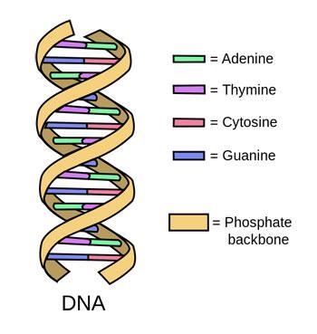 DNA is composed of repeating structural units called-example-1