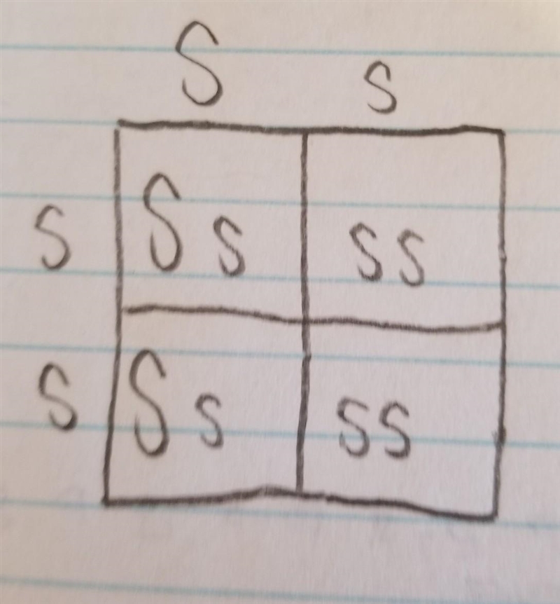 What is the probability that a cross between a heterozygous dominant yellow-seeded-example-1