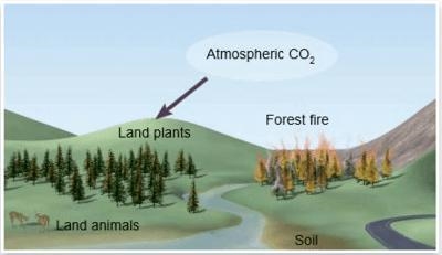 What process does the purple arrow indicate? CarbonCycleAQ1 A. Respiration. B. Photosynthesis-example-1