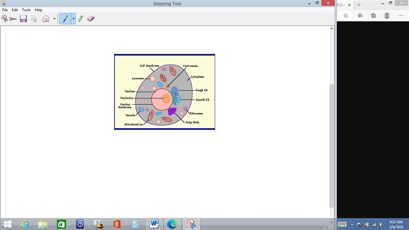 Label the cell. Tell me what each one does.-example-1