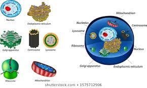 Name two organelle that have highly folded membranes. What is the advantage of the-example-2