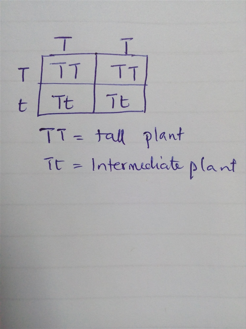 In a monohybrid cross, if the gene for tall (T) plants was incompletely dominant over-example-1