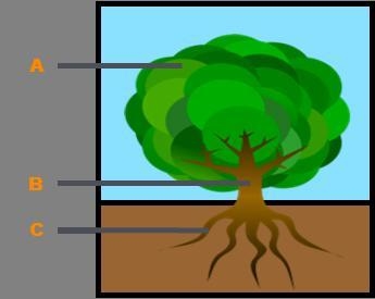 Identify the plant organs seen in the drawing. A Leaf B Bark C Route The parts of-example-1