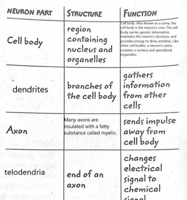 In the boxes below, fill in the appropriate neuron parts, structures, or functions-example-1