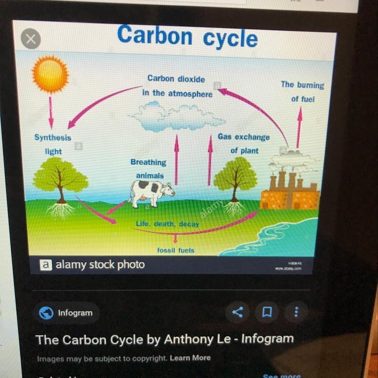 What does the carbon cycle look like-example-1