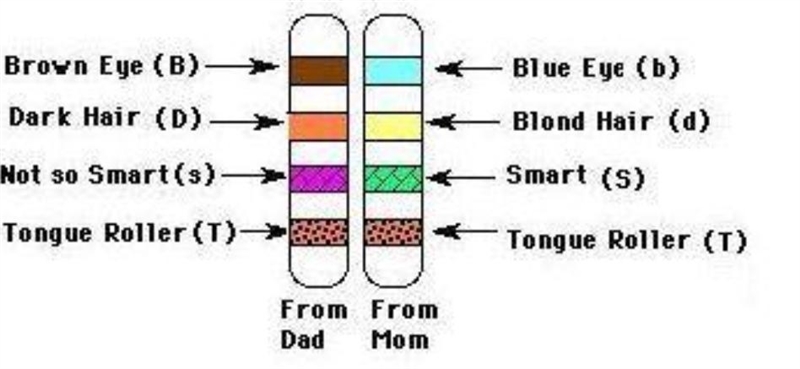 Using a scratch sheet of paper, pencil and the alleles below, construct a punnett-example-1