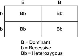 How do u do punnet squares-example-2