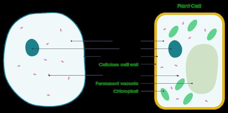 Share diagrams from your notes of a labeled plant and animal cell-example-1