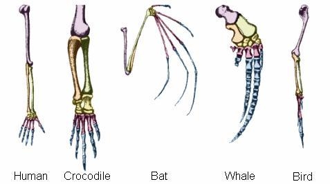 The forelimbs of humans, bats, cats, and whales all have the same types of bones in-example-1