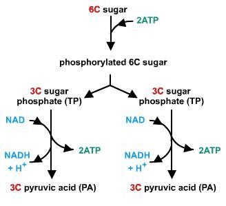 Consider the stage of cellular respiration that is shown in the diagram. A diagram-example-1