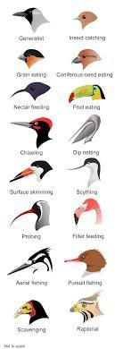 Name two types of bird beaks and the purpose they serve.​-example-1