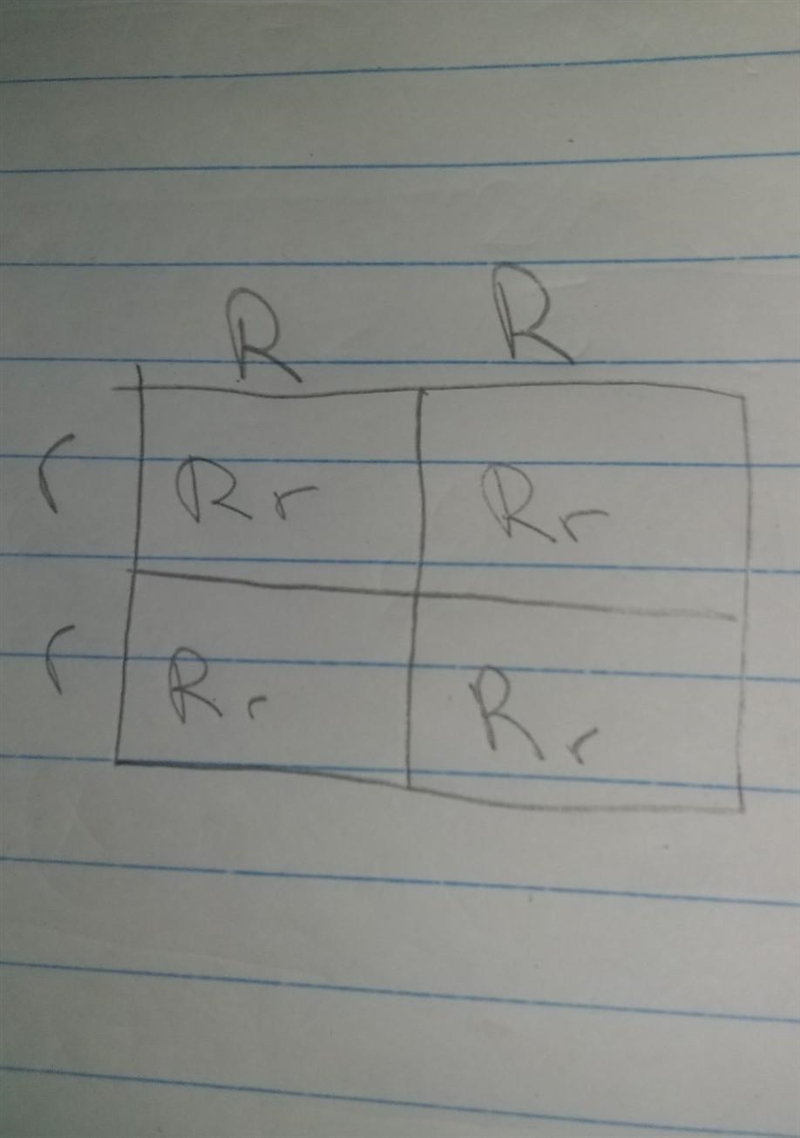 17. Draw a punnett square. White (R) is dominant to grey (r). Cross two plants that-example-1