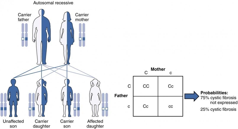 A woman who is a carrier (heterozygous) for Cystic Fibrosis marries a man who has-example-1