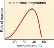 Gastric lipase has an optimal temperature of 37°C. Sketch an optimal temperature graph-example-1