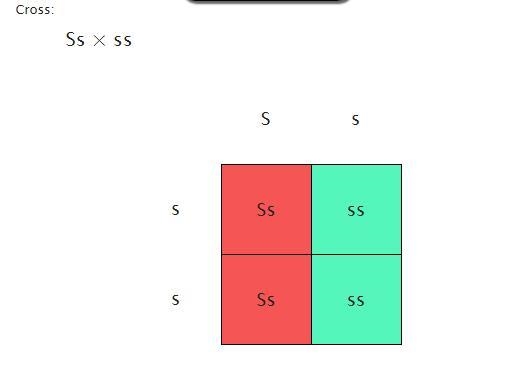 Two guinea pigs are crossed, one parent is Ss, the other ss. What is the probability-example-1