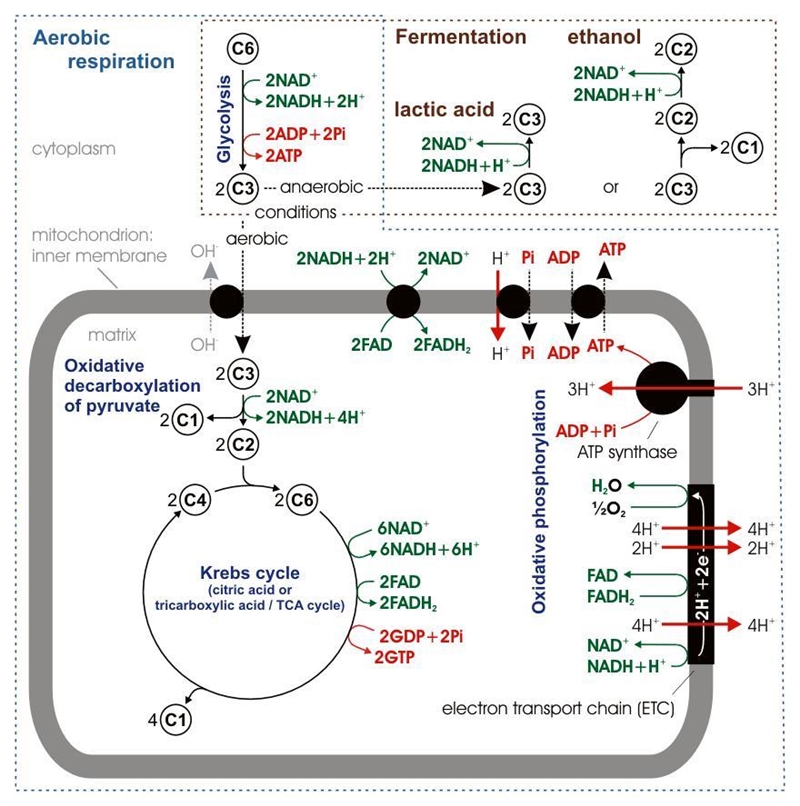 How can the carbon stored in plants reach the atmosphere? Evaporation Diffusion Photosynthesis-example-1