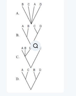 Which diagram below indicates that species D is more closely related to C than it-example-1