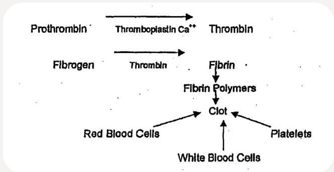 When blood clots, an enzyme is activated to change a protein from one form into another-example-1