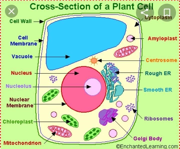 Use the drop-down menus to identify the labeled organelles in the plant cell to the-example-1