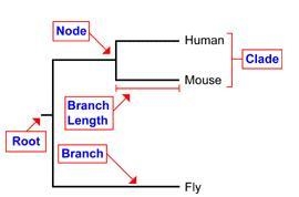 Name the area on a cladogram that represents the point from which the species split-example-1