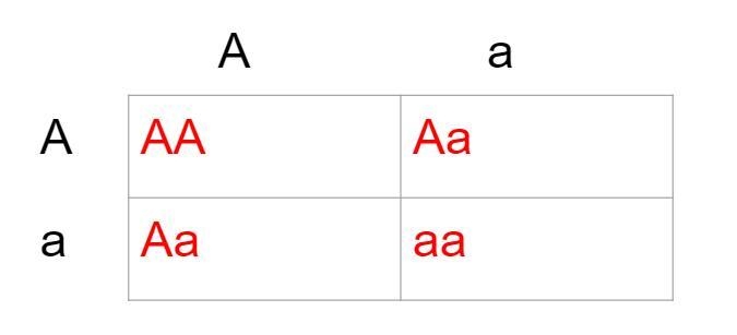 Drag each label to the correct location. Complete the possible outcomes for each generation-example-2