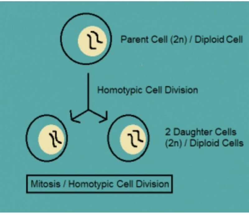 Describe the process of mitosis and meiosis.​-example-1