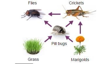 A student made this diagram after observing the organisms of a model ecosystem in-example-1