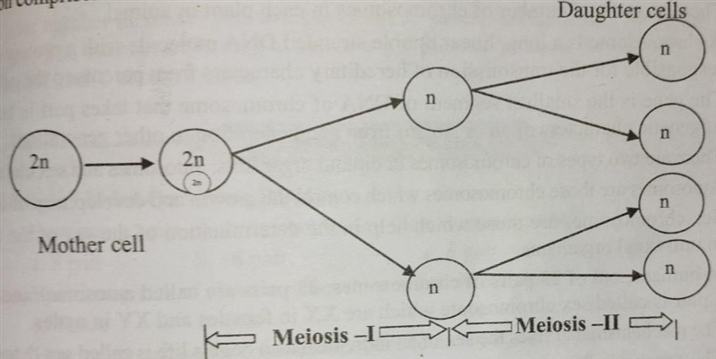 Describe the process of mitosis and meiosis.​-example-2