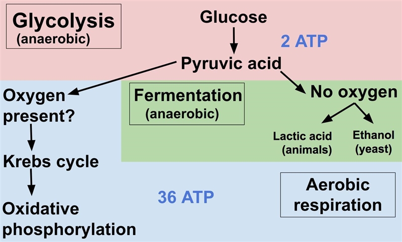 what is possible explanation for why aerobic respiration produces greater amounts-example-1