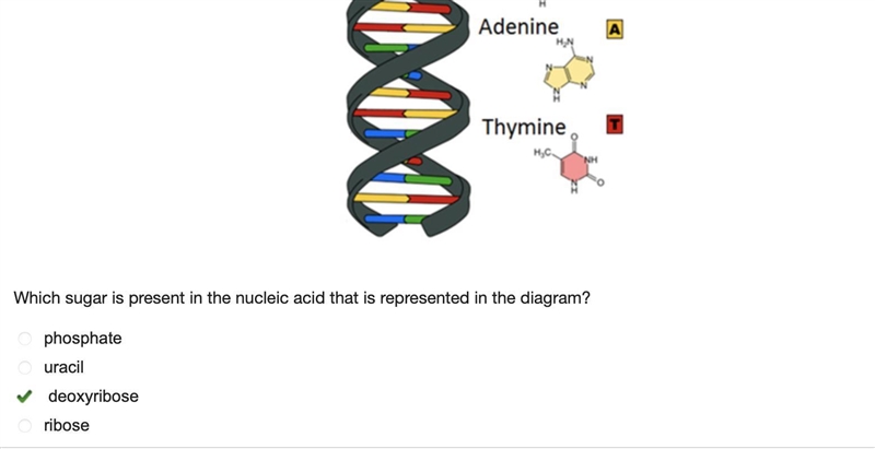 The diagram shows a nucleic acid in the shape of a double helix. A D N A strand in-example-1