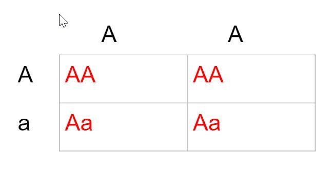 Drag each label to the correct location. Complete the possible outcomes for each generation-example-1