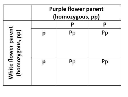 Nducted an experiment by crossing a pea plant homozygous for purple flowers With a-example-1