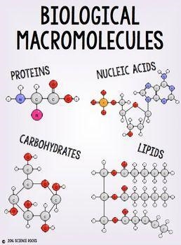 Name the four macromolecules.-example-1